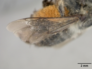 Anthophora porterae, female, wing