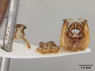 Anthophora porterae, male, genitalia