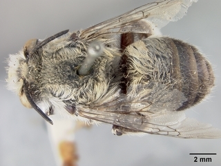 Anthophora porterae, male, top