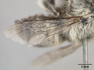 Anthophora porterae, male, wing