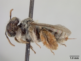 Anthophorula morgani, female, side