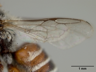 Ashmeadiella gillettei, female, wing