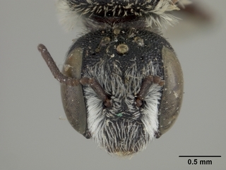 Ashmeadiella prosopidis, female, face