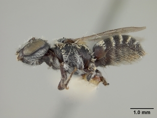 Ashmeadiella prosopidis, female, side