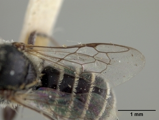 Ashmeadiella prosopidis, female, wing