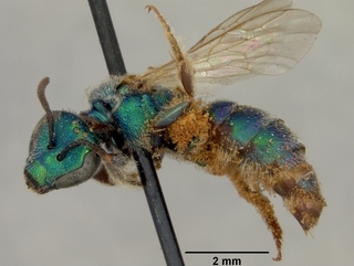 Augochlorella aurata, female, side
