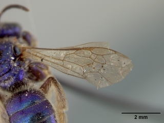 Augochloropsis anonyma, male, wing