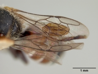 Hoplitis howardi, female, wing