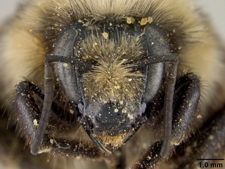Bombus bifarius, female, face