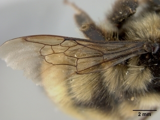 Bombus bifarius, female, wing