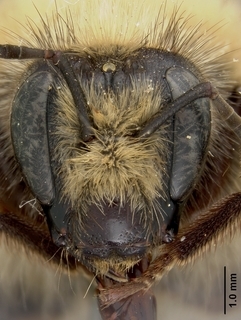 Bombus centralis, female, face