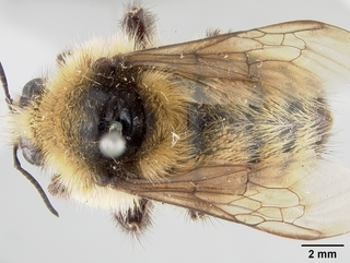 Bombus centralis, female, top