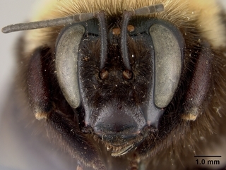 Bombus crotchii, female, face