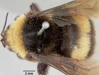 Bombus crotchii, female, top