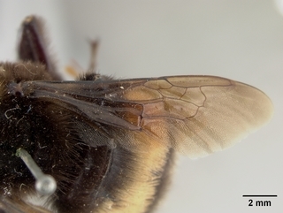 Bombus crotchii, female, wing