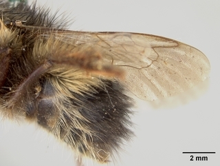 Bombus flavifrons, female, wing