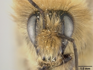 Bombus flavifrons, male, face