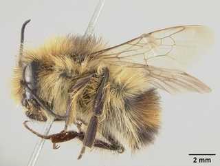 Bombus flavifrons, male, side