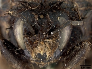 Bombus occidentalis, female, face