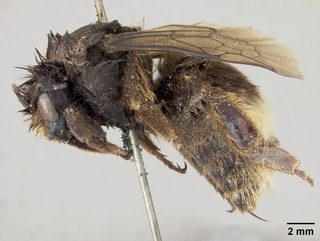 Bombus occidentalis, female, side