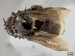 Bombus occidentalis, female, top