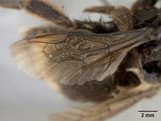 Bombus occidentalis, female, wing