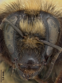 Bombus rufocinctus, female, face