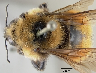 Bombus rufocinctus, female, top