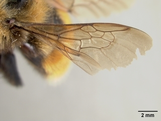 Bombus rufocinctus, female, wing