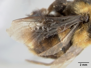 Bombus rufocinctus, female, wing