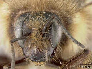 Bombus sitkensis, female, face