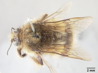 Bombus sitkensis, female, top