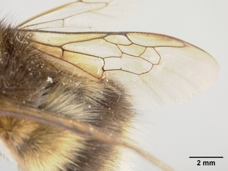 Bombus sitkensis, female, wing