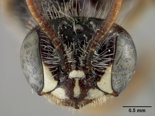 Calliopsis australior, female, face