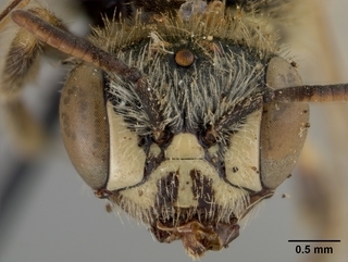 Calliopsis coloradensis, female, face