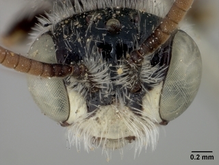 Calliopsis hirsutifrons, male, face