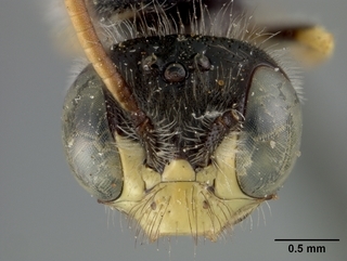 Calliopsis rhodophila, male, face