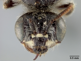 Calliopsis subalpina, female, face