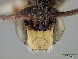 Pseudopanurgus boylei, male, face