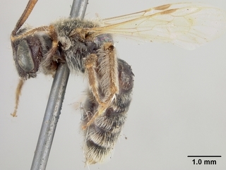 Pseudopanurgus renimaculatus, female, side