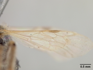Pseudopanurgus renimaculatus, female, wing