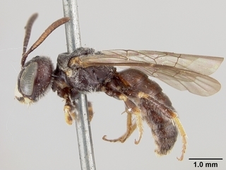 Pseudopanurgus townsendi, male, side