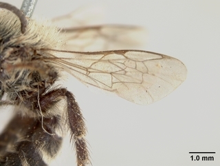 Colletes consors, male, wing