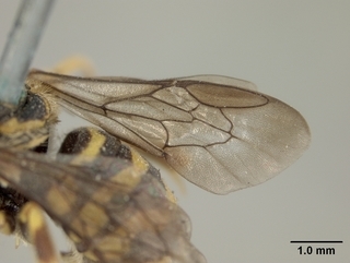 Dianthidium pudicum, male, wing