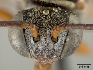 Epeolus ainsliei, female, face