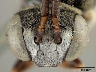 Epeolus beulahensis, female, face