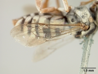 Epeolus beulahensis, female, wing