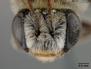 Tetraloniella eriocarpi, female, face