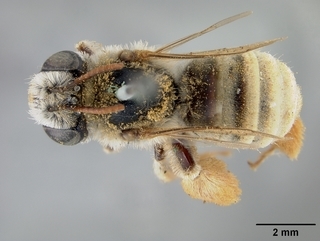 Tetraloniella eriocarpi, female, top