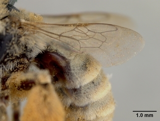 Tetraloniella eriocarpi, female, wing